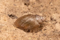 Orthalicoidea