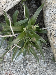 Dudleya saxosa