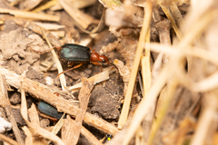 Brachinus