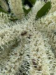 Apis mellifera