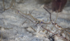 Dark Cloud Palaemon - Photo (c) Wayne and Pam Osborn, some rights reserved (CC BY-NC), uploaded by Wayne and Pam Osborn