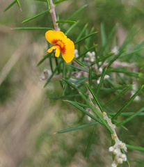 Dillwynia sieberi