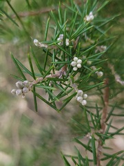 Dillwynia sieberi