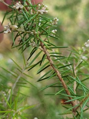 Dillwynia sieberi
