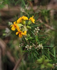 Dillwynia sieberi