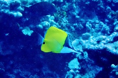 Forcipiger flavissimus