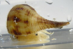 Fulguropsis pyruloides