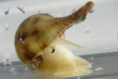 Fulguropsis pyruloides