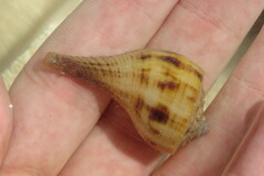 Fulguropsis pyruloides