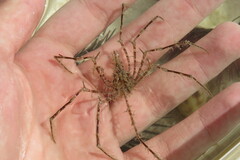 Metoporhaphis calcarata