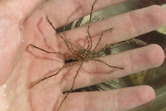 Metoporhaphis calcarata