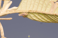 Graphocephala marathonensis