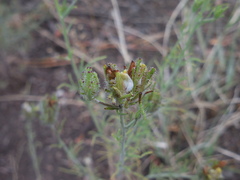 Cordylanthus rigidus