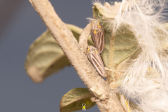 Graphocephala marathonensis