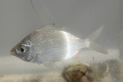 Eucinostomus gula
