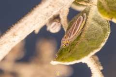 Graphocephala marathonensis