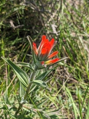 Castilleja affinis