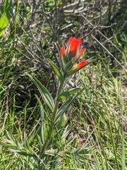 Castilleja affinis