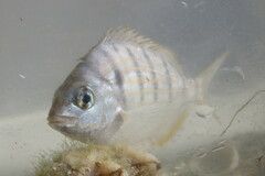 Lagodon rhomboides