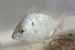 Lagodon rhomboides