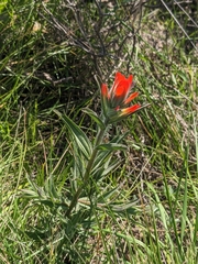 Castilleja affinis