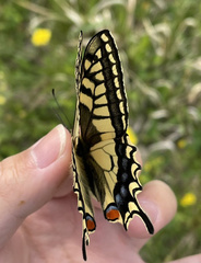Papilio machaon hippocrates