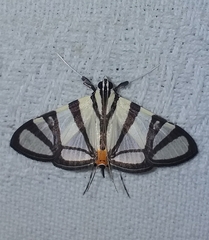 Conchylodes nolckenialis