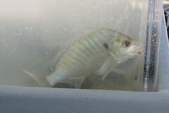 Leiostomus xanthurus