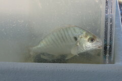 Leiostomus xanthurus