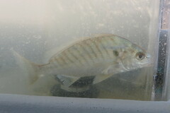 Leiostomus xanthurus
