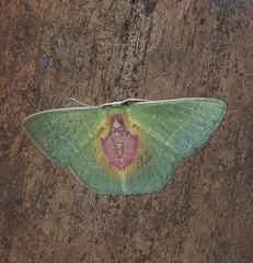 Nemoria astraea
