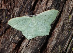 Maxates centrophylla