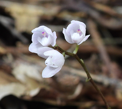 Sarcochilus ceciliae