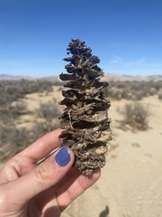 Pseudotsuga macrocarpa