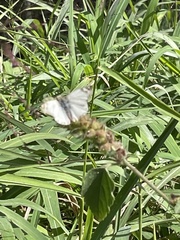 Heliopetes laviana