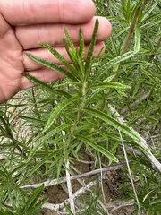 Trichostema lanatum