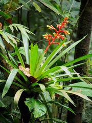 Guzmania