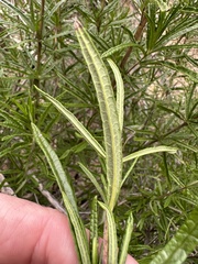 Trichostema lanatum