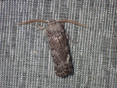 Cryptophasa irrorata