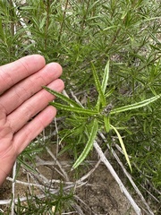Trichostema lanatum