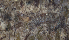 Penaeus latisulcatus