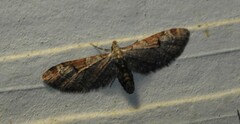 Eupithecia nevadata