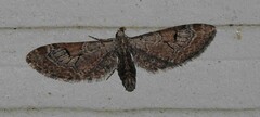 Eupithecia nevadata