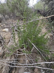 Trichostema lanatum