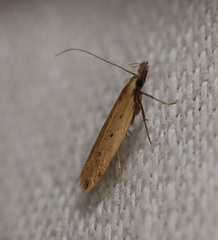 Dichomeris acuminatus