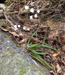 Sarcochilus ceciliae