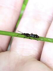 Arrhenodes minutus