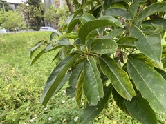 Elaeocarpus serratus