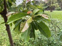 Elaeocarpus serratus