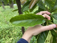 Elaeocarpus serratus